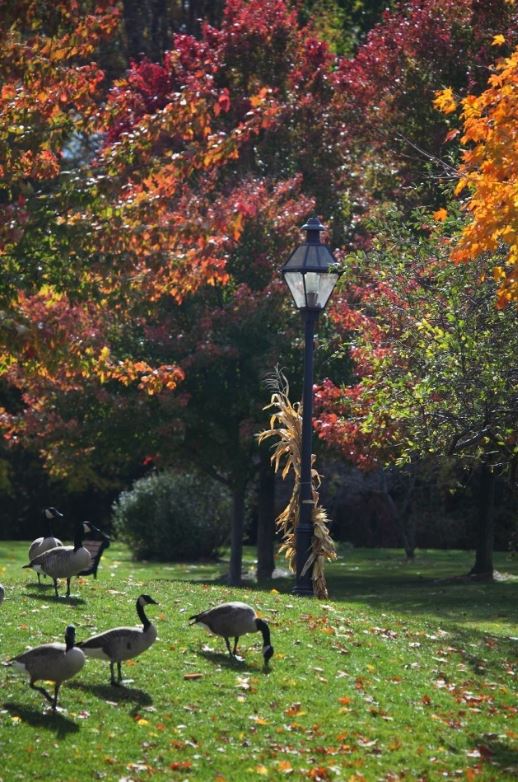 Ducks eating in the grass - fall