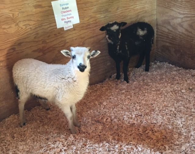 Two animals at the petting farm