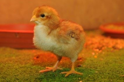chick